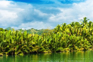 Fototapeta na wymiar View of jungle green river Loboc at Bohol island of Philippines. Copy space for text.