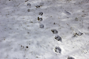 Traces of wild animals in the snow in the forest. The wolf left traces in the snowy forest. Animals in the wild. 