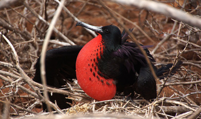 Magnificent Frigatebird with a big inflated gular sac