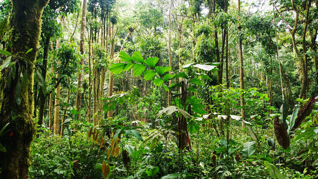 The amazon jungle in Ecuador