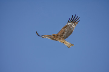 Black Kite (Milvus Migrans) Spread Wings Flying In Sky
