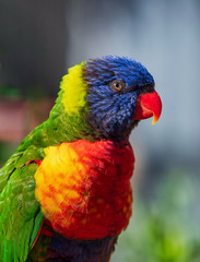 Close up of Multicolored Rainbow Lorikeet parrot Trichoglossus haematodus. This is a species of birds that is native to Australia