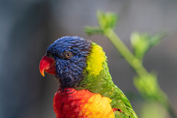 Close up of Multicolored Rainbow Lorikeet parrot Trichoglossus haematodus. This is a species of birds that is native to Australia