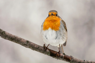 European robin (Erithacus rubecula) tweeting on a tree branch in garden.