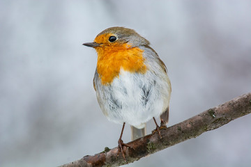 European robin (Erithacus rubecula) tweeting on a tree branch in garden.