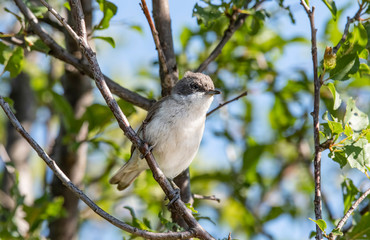A lesser whitethroat (Sylvia curruca )is sitting on a tree branch
