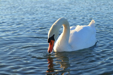 Swan on lake © Simun Ascic