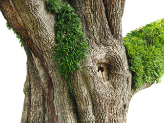 Trunk of  A Huge Live Oak Tree with Resurrection Ferns Growing on It
