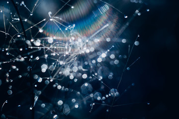 Dew on the grass in the morning sunshine