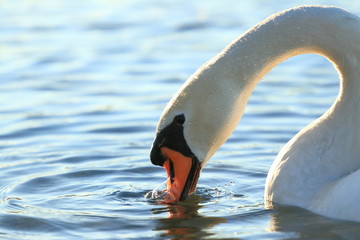 Swan on lake © Simun Ascic