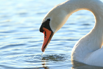 Swan on lake © Simun Ascic