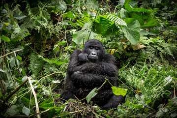 Mountain Gorilla with baby