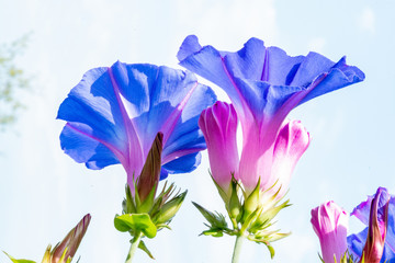 blue morning glory blooming with deep blue blossoms