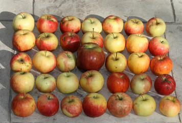 35 apples on the ground