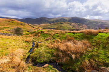 Cytisus oromediterraneus flowering bushes with their yellow flowers along the road in the British Lake District; Windermere, United Kingdom