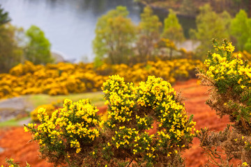 Cytisus oromediterraneus flowering bushes with their yellow flowers along the road in the British Lake District; Windermere, United Kingdom