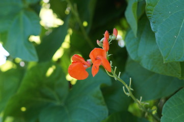 Runner bean red flowers
