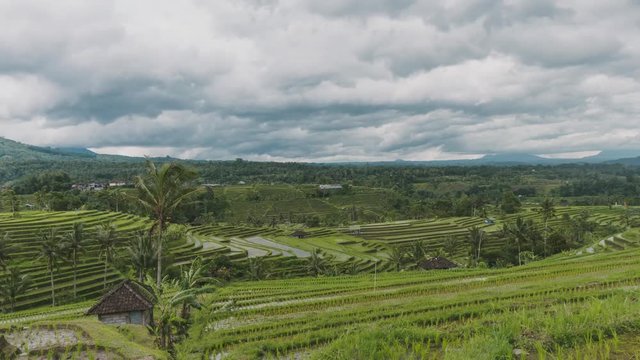 Bali Jatiluwih Rice Field terrace in Bali Indonesia on a partly cloudy day. 4K time-lapse. Some of the most famous and impressive rice fields in Bali. Thousands of tourists go here every day