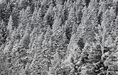 Snowy Evergreens