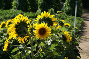 Sunflower