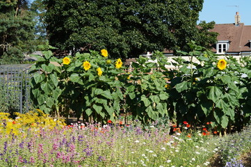 Group of Sunflowers