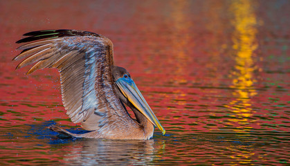 Brilliant Pelican