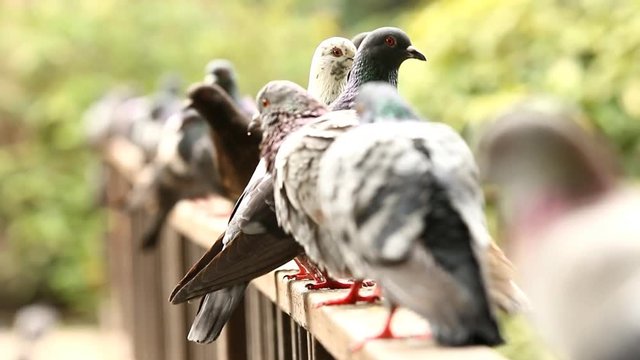 Pigeon  in  Chiangmai Thailand

