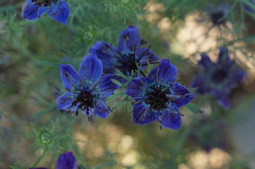 Nigella Midnight
