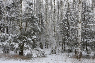 Las w śniegu