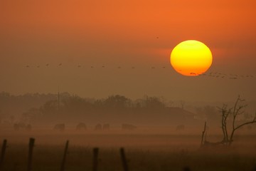 Sunrise over the wetlands. Hortobagy National Park. Hungary.