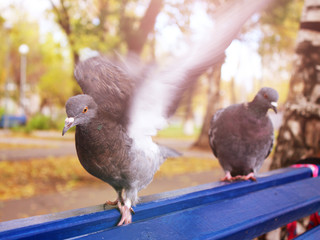 The dove flaps its wings, two doves on the bench