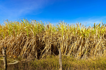 Dry sugar cane plantation