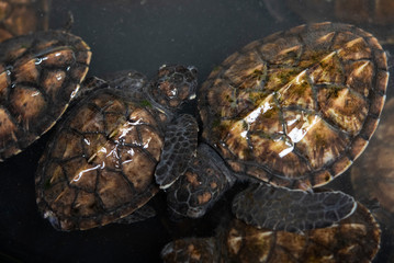 baby turtles