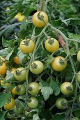 White cherry tomatoes