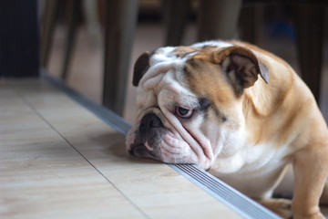 French Bulldog feeling bored, close up. Little dog with sad face.