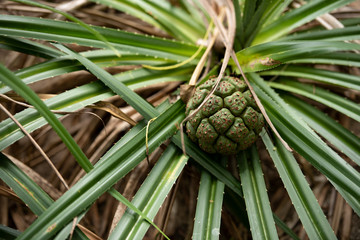 pine cone on a branch