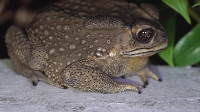 Closeup of toad eats an insect in slow-motion mode