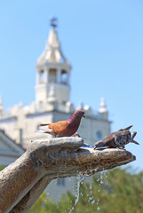 Pigeons in the hands of the sculpture of the fountain "Giving water" on a hot summer day in Novorossiysk