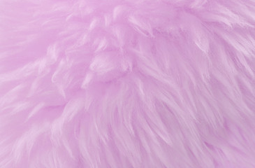 Obraz premium Różowa wełna zwierzęca tekstura tło. Naturalna wełna w różowym odcieniu. Close-up tekstura pluszowego puszystego futra