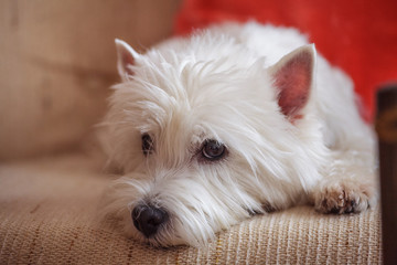 white cute little dog
