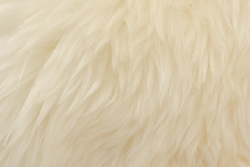 White animal wool texture background. Beige tint natural wool. Close-up texture of  plush fluffy fur