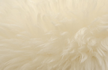 White animal wool texture background. Beige tint natural wool. Close-up texture of  plush fluffy fur
