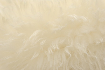 White animal wool texture background. Beige tint natural wool. Close-up texture of  plush fluffy fur