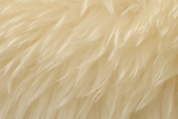 White animal wool texture background. Beige tint natural wool. Close-up texture of  plush fluffy fur