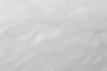 Obraz premium White animal wool texture background. Beige tint natural wool. Close-up texture of plush fluffy fur