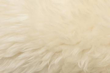 White animal wool texture background. Beige tint natural wool. Close-up texture of  plush fluffy fur