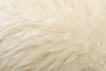 Fototapeta na wymiar White animal wool texture background. Beige tint natural wool. Close-up texture of plush fluffy fur