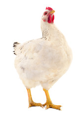 White hen isolated.