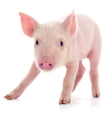 Small pink pig isolated.