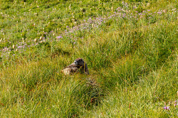 wildflowers green grass and an alpine meadow in washington state